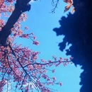 大理州旅游 缩略图 2