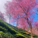 大理州旅游 缩略图 5