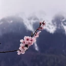 林芝旅游 缩略图 2