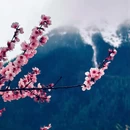 林芝旅游 缩略图 3