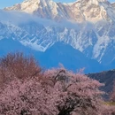 林芝旅游 缩略图 3