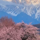 林芝旅游 缩略图 4