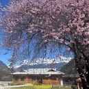 林芝旅游 缩略图 2