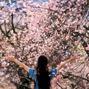 林芝旅游 缩略图 2