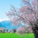 林芝旅游 缩略图 1