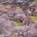 林芝旅游 缩略图 7