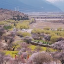 林芝旅游 缩略图 10