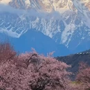 林芝旅游 缩略图 4
