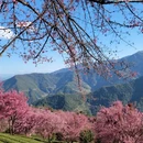 楚雄州旅游 缩略图 5