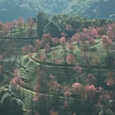 楚雄州旅游 缩略图 2