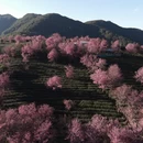 楚雄州旅游 缩略图 3