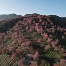 楚雄州旅游 缩略图 1
