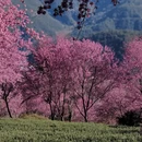 楚雄州旅游 缩略图 6