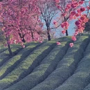 楚雄州旅游 缩略图 7