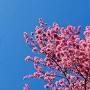 大理州旅游 缩略图 1