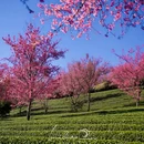 大理州旅游 缩略图 3
