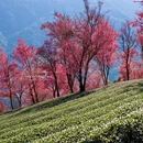 大理州旅游 缩略图 2