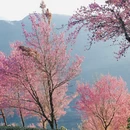 楚雄州旅游 缩略图 8