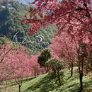 大理州旅游 缩略图 10