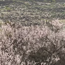 林芝旅游 缩略图 5
