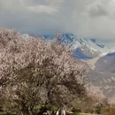 林芝旅游 缩略图 3