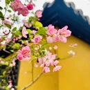 杭州旅游 缩略图 6