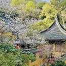 杭州旅游 缩略图 5
