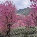 大理州旅游 缩略图 14