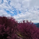 大理州旅游 缩略图 12