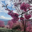 大理州旅游 缩略图 16