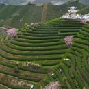 杭州旅游 缩略图 6