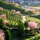 杭州旅游 缩略图 3