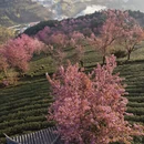 大理州旅游 缩略图 8