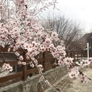 林芝旅游 缩略图 2