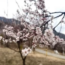 林芝旅游 缩略图 4