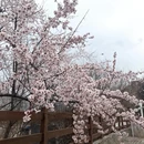 林芝旅游 缩略图 3