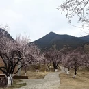 林芝旅游 缩略图 7