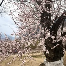 林芝旅游 缩略图 6