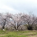 林芝旅游 缩略图 1
