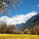 林芝旅游 缩略图 1