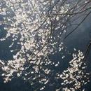 林芝旅游 缩略图 4