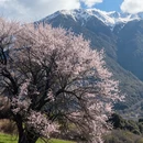 林芝旅游 缩略图 3