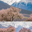 林芝旅游 缩略图 1