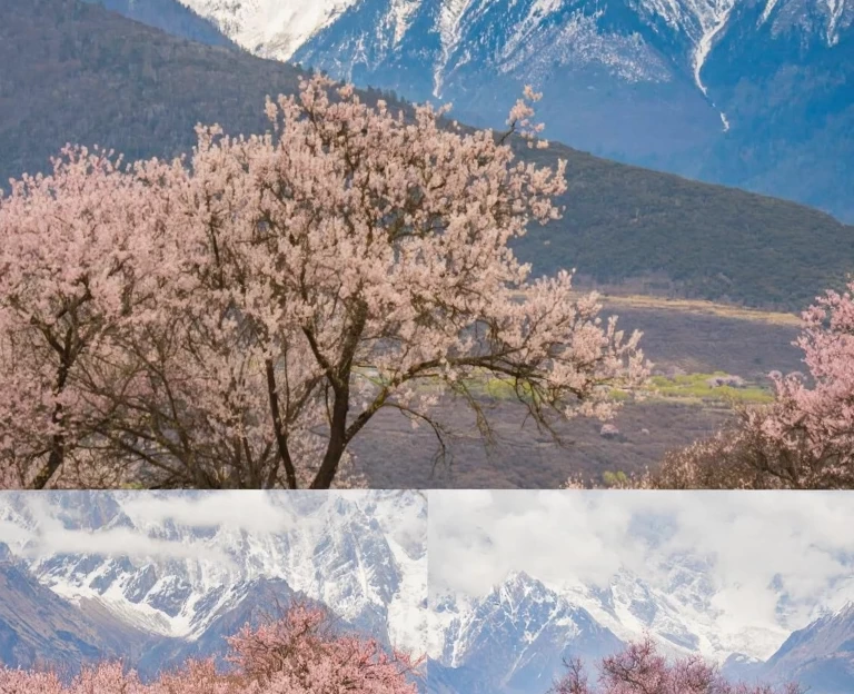 林芝旅游 1