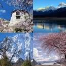 林芝旅游 缩略图 4