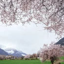 林芝旅游 缩略图 1