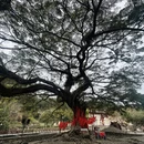 龙岩旅游 缩略图 6