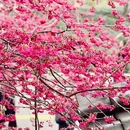 龙岩旅游 缩略图 2