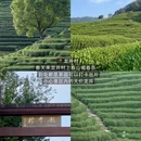 杭州旅游 缩略图 15