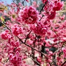 昆明旅游 缩略图 1